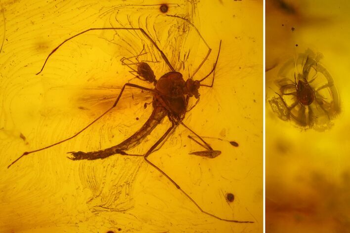 Fossil Flies (Diptera) and a Phoretic Mite (Acari) in Baltic Amber #135085